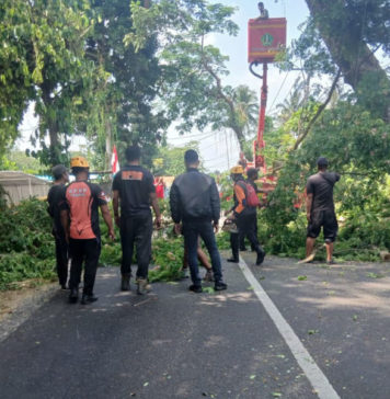Antisipasi Musim Hujan, BPBD dan DLH Tabanan Pangkas Pohon Rawan Patah