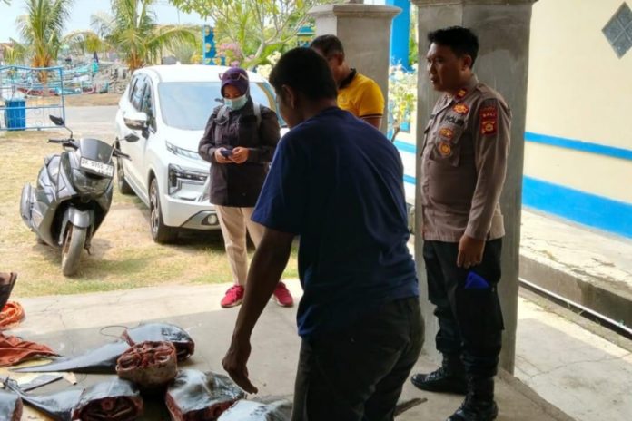 Belasan Ikan Langka Disita Dari Gerobak Di Pengambengan 1