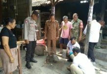 BKSDA Bali Evakuasi Landak Dilindungi dari Permukiman Warga di Saba Blahbatuh