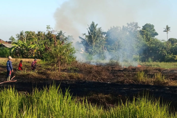 BMKG Rilis Cuaca Ekstrem, BPBD Gianyar Imbau Warga Waspada Kebakaran Dan Dehidrasi 1