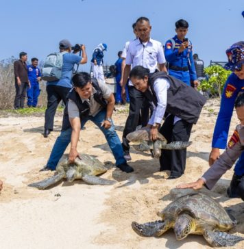 Diamankan dari Perahu Tanpa Awak, Puluhan Penyu Dilepasliarkan dari Perairan Serangan