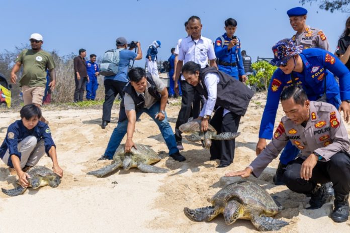Diamankan Dari Perahu Tanpa Awak, Puluhan Penyu Dilepasliarkan Dari Perairan Serangan 1