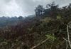 Diduga Babat Pohon di Hutan Berangbang, Dua Warga Diamankan Polres Jembrana