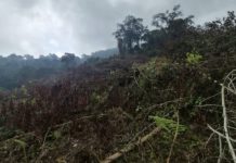 Diduga Babat Pohon di Hutan Berangbang, Dua Warga Diamankan Polres Jembrana