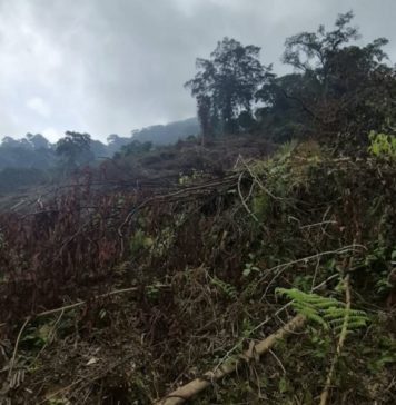Diduga Babat Pohon di Hutan Berangbang, Dua Warga Diamankan Polres Jembrana