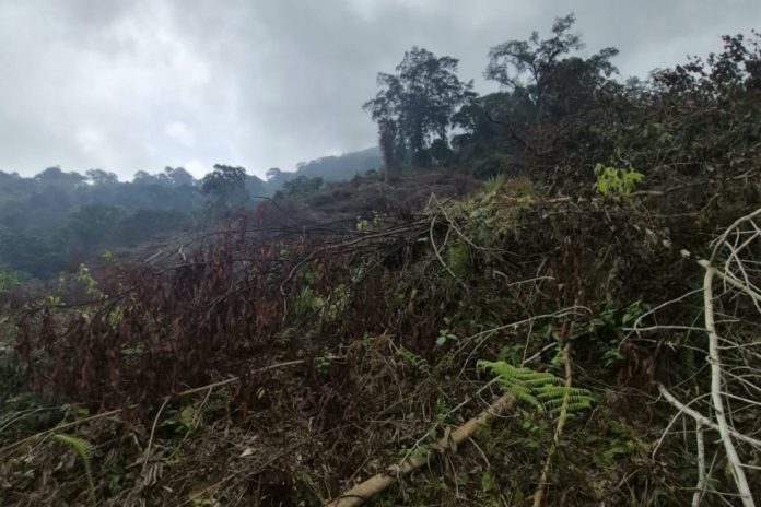 Diduga Babat Pohon Di Hutan Berangbang, Dua Warga Diamankan Polres Jembrana 1