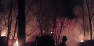 Diduga Dipicu Puntung Rokok, Hutan TWA di Blok Seked Terbakar