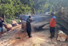Diterpa Angin Kencang, Pohon Kapuk Tumbang Tutup Akses Jalan