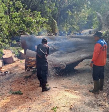 Diterpa Angin Kencang, Pohon Kapuk Tumbang Tutup Akses Jalan
