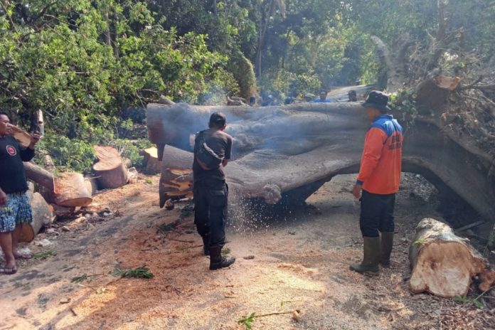 Diterpa Angin Kencang, Pohon Kapuk Tumbang Timpa Akses Jalan Raya 1