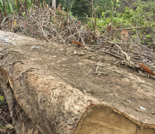 Dua Pelaku Pembalakan Liar Hutan Berangbang Resmi Tersangka