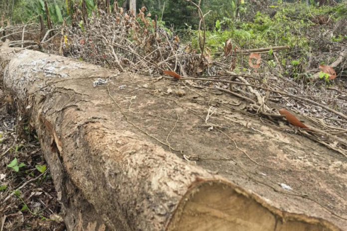 Dua Pelaku Pembalakan Liar Hutan Berangbang Resmi Tersangka 1