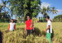 Hasilkan Padi Unggulan, Subak Padang Lantang Desa Lebih Kembangkan Pertanian Organik