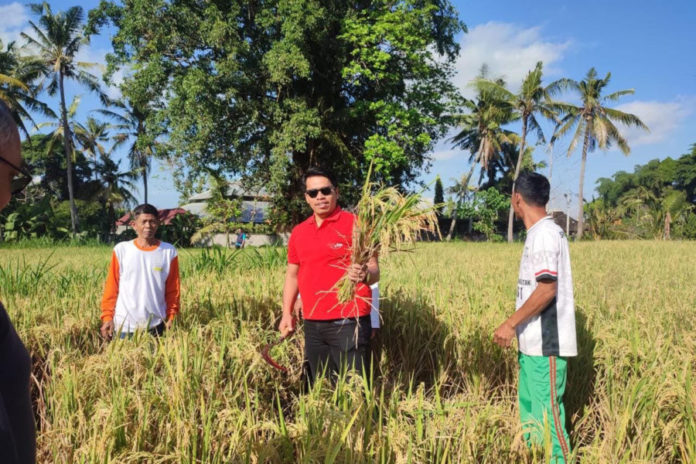 Hasilkan Padi Unggulan, Subak Padang Lantang Desa Lebih Kembangkan Pertanian Organik 1