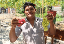 Kebun Anggur Impor Jadi Daya Tarik Wisata Baru di Pejarakan Buleleng