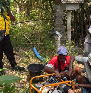 Kekeringan Ancam Panen Padi, 115 Hektare Sawah di Tabanan Terdampak