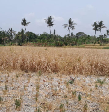 Kekeringan Parah Landa Desa Suwug, Puluhan Petani Merugi