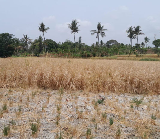 Kekeringan Parah Landa Desa Suwug, Puluhan Petani Merugi