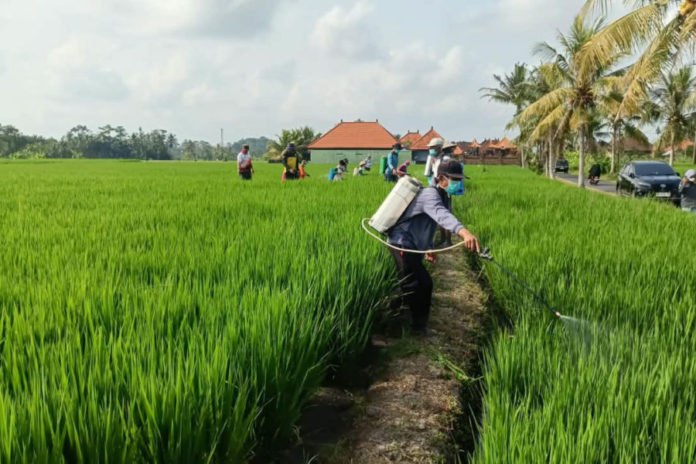 Kemarau Dan Serangan Hama Ancam Tanaman Padi Di Tabanan 1