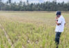 Kemarau Ekstrem, 89,46 Hektare Sawah di Jembrana Puso