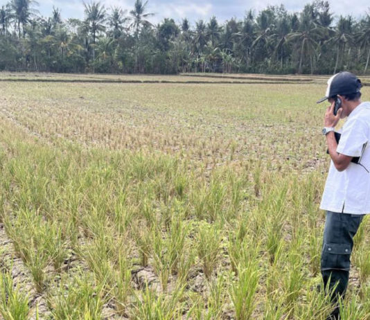 Kemarau Ekstrem, 89,46 Hektare Sawah di Jembrana Puso
