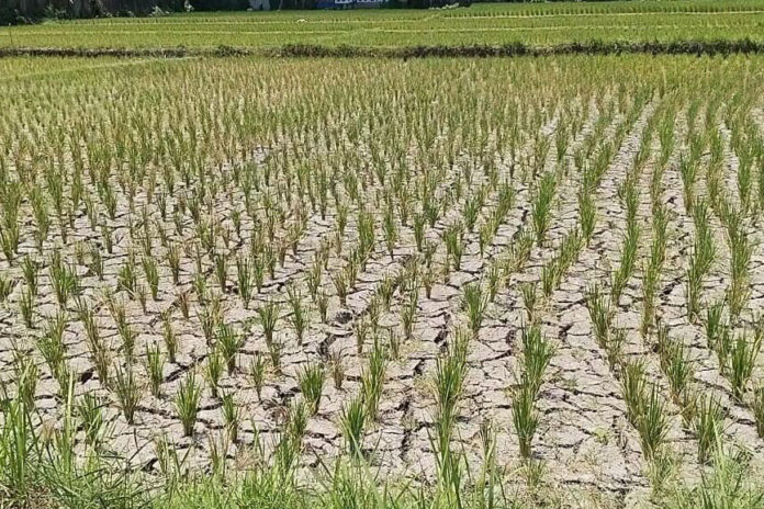 Kemarau Panjang, Serapan Pupuk Urea Di Tabanan Baru 60 Persen 1