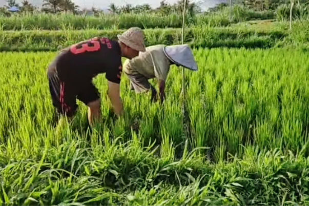 Kenaikan LP2B 91,69 Persen, PHRI Harap Tak Kehilangan Ruang Investasi Pariwisata Di Karangasem 1