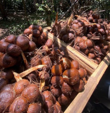 Krisis BBM Sempat Lumpuhkan Distribusi 1,2 Ton Salak asal Tabanan