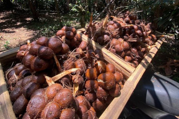 Krisis BBM Sempat Lumpuhkan Distribusi 1,2 Ton Salak Asal Tabanan 1
