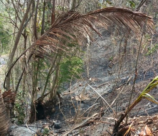 Lahan Kosong Seluas 10 Are di Munduk Kendung Terbakar