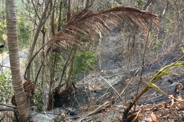 Lahan Kosong Seluas 10 Are Di Munduk Kendung Terbakar 1