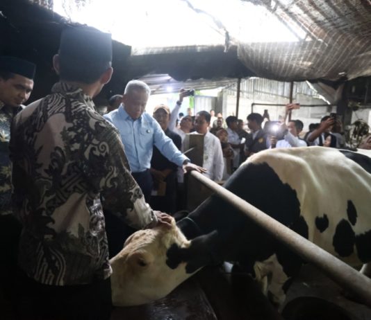 Magelang Disiapkan Jadi Sentra Susu Baru, Wagub Taj Yasin Pastikan Dukungan Kesehatan Ternak