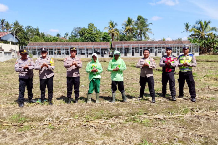 Musim Kemarau, Polsek Tampaksiring Gelar Penanaman Jagung Hibrida Di Pejeng Kaja 1