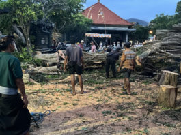 Beringin Ratusan Tahun Tumbang, Bale Pegongan Pura Pemaksaan Sengkidu Alami Kerusakan