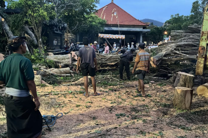 Pohon Beringin Usia Ratusan Tahun Di Tumbang Timpa Bale Pegongan Pura Pemaksaan Sengkidu 1