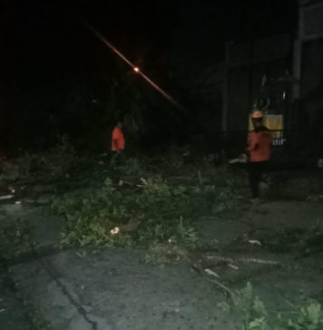 Pohon Tumbang di Depan Puskesmas Selemadeg Timur, Lalu Lintas Sempat Buka Tutup