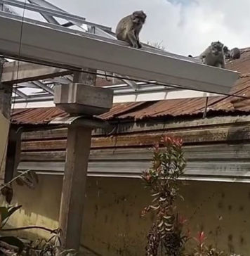 Puluhan Monyet Ekor Panjang Terpantau di Wanagiri, BKSDA Siapkan Pengendalian Populasi
