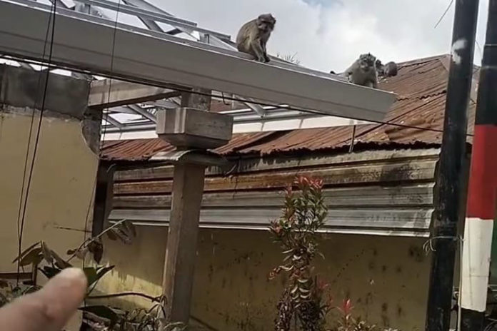 Puluhan Monyet Ekor Panjang Terpantau Di Wanagiri, BKSDA Siapkan Pengendalian Populasi 1