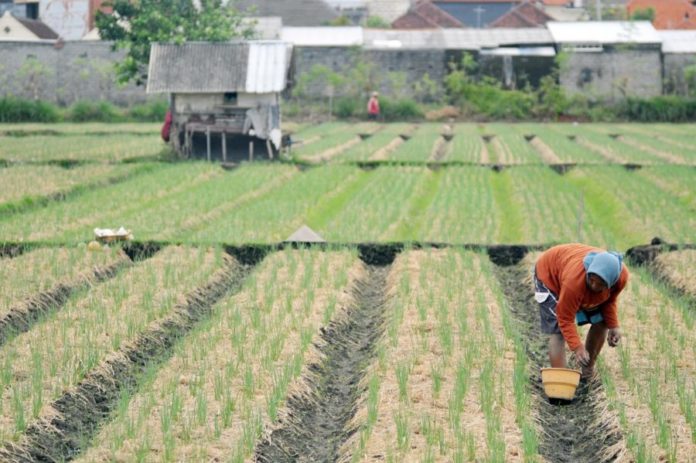 Sejumlah Kendala Hambat Serapan Produk Hortikultura, Distan Denpasar Mulai Petakan Produksi 1