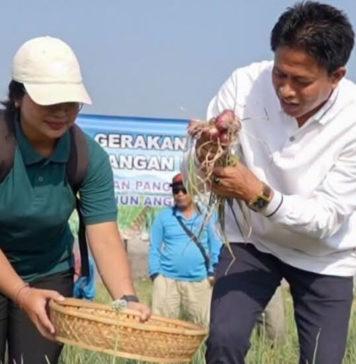 Tekan Inflasi, Diperpa Badung Produksi 174 Ton Bawang Merah
