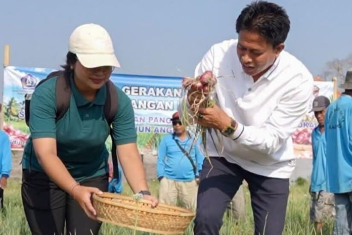 Tekan Inflasi, Diperpa Badung Produksi 174 Ton Bawang Merah 1