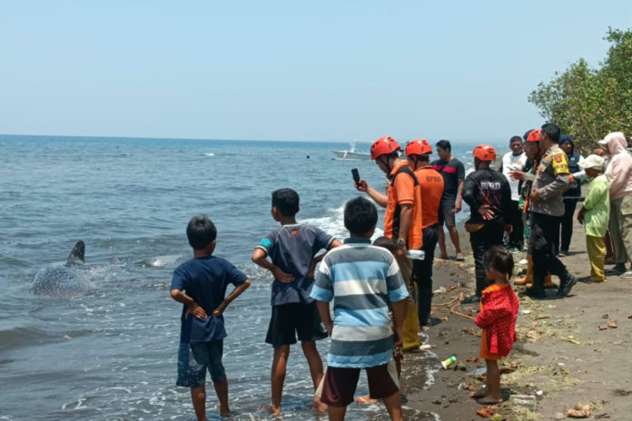 Tim BPBD Dan Warga Evakuasi Hiu Paus Tutul Di Pantai Seririt 1